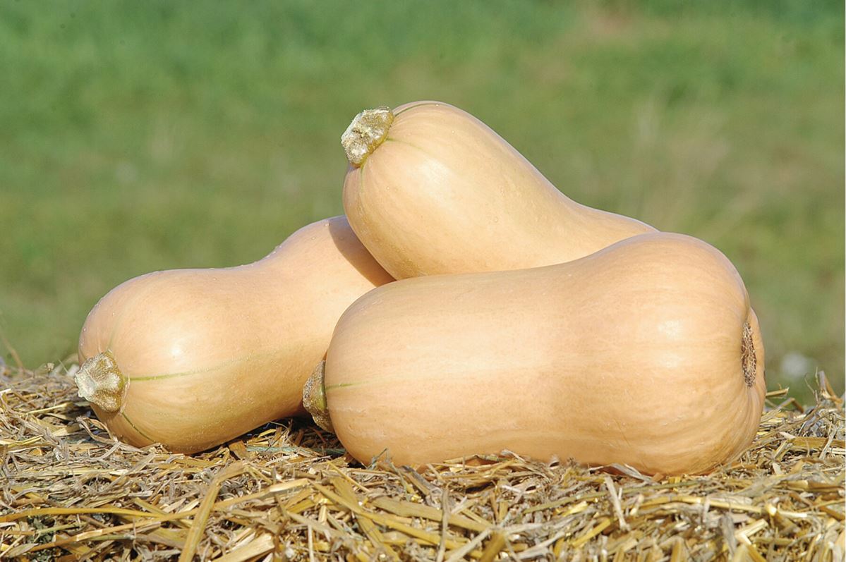 JWS 6823 PMR – Organic Butternut Squash Seed